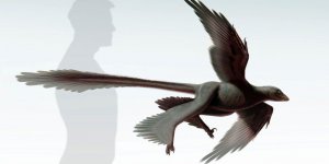Découverte du Changyuraptor yangi, une nouvelle espèce de dinosaure à plumes 