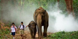 Piétinés par un éléphant, deux touristes retrouvés morts