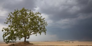 Orages secs : quel est ce phénomène craint par les météorologues cet été ? 