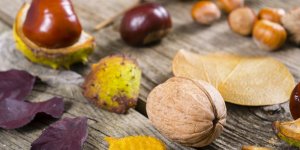 Châtaignes, noix… Comment conserver ces fruits à coque d’automne ?