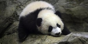 Bébé panda : Yuan Meng désormais visible au zoo de Beauval