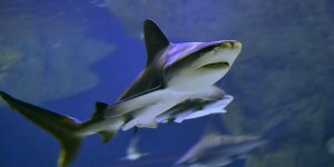 Une touriste française tuée par un requin sur l'île de Saint-Martin