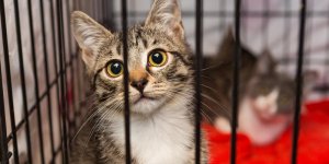 Paris : 130 chats étaient entassés chez une sexagénaire