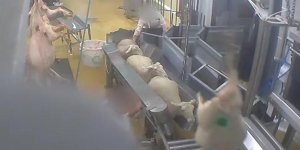 Maltraitance animale : nouvelle vidéo choc dans un abattoir du Gard