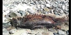 Le corps d’une effroyable créature humanoïde retrouvé échoué sur une plage 