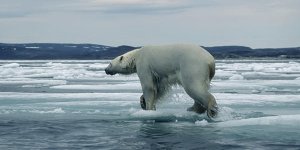 L’ours polaire ne connaîtra pas le XXIIe siècle