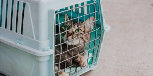 Sri Lanka : insolite, un chat dealeur de drogue s'enfuit de prison
