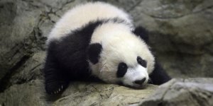 Bei Bei, le bébé panda géant qui fait craquer les visiteurs du zoo de Washington