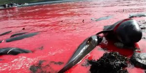 En images : le massacre de centaines de dauphins aux îles Féroé 