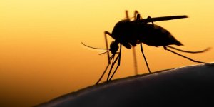Virus du Nil occidental : tous les départements concernés en France depuis 2018