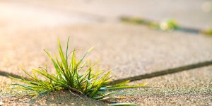 Mauvaises herbes sur la terrasse : 5 astuces naturelles pour s'en débarrasser