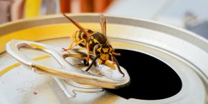 Guêpes : 7 odeurs que ces insectes envahissants détestent