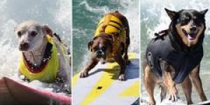 Photos : ces chiens surfeurs qui savent dompter la vague !