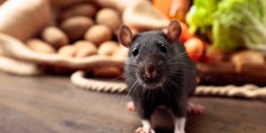 Rats : ces aliments qui les attirent chez vous