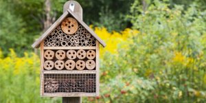 9 insectes qu'il faut garder dans son jardin ou à la maison