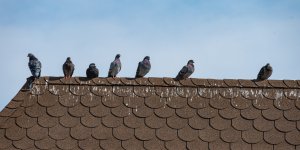Pigeons : 5 astuces pour les déloger de chez vous