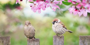 Oiseaux dans le jardin : 5 astuces pour s'en débarrasser