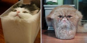 Les chats sont des liquides, la preuve en images !