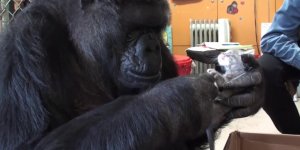 PHOTOS Koko, la femelle gorille qui adopte des chatons