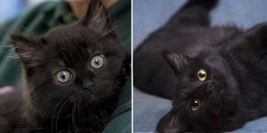 PHOTOS Ces chats noirs vont vous faire fondre !