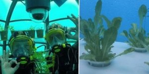 Découvrez le Jardin de Némo et ses incroyables plantes sous-marines