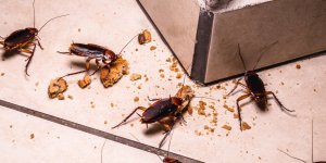 Invasion de cafards : 6 conseils pour l'éviter
