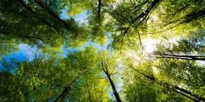 Sécheresse à répétition : quels arbres risquent de disparaître ?