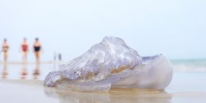 Méduses : les plages les plus infestées en France