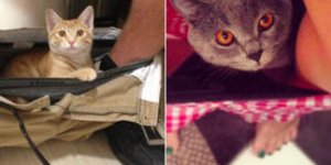Insolite : ces chats qui profitent que vous alliez au petit coin… pour s’installer dans vos sous-vêtements