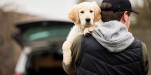 Vol de chien : 5 conseils pour s'en protéger