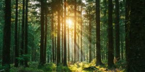 Les 10 plus belles forêts françaises