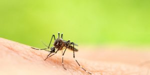 Piqûre de moustiques et de tiques : les 10 endroits à éviter en été