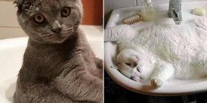 Photos : ces chats qui aiment un peu trop leur lavabo