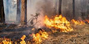 Météo des forêts : 23 départements en alerte pour risque d'incendies