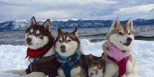 PHOTOS Ces trois huskies et ce chaton sont les meilleurs amis du monde !