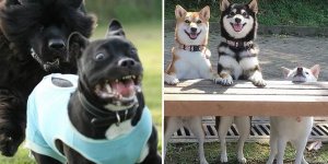 Hilarant : ces photos de chiens qui vous feront mourir de rire !