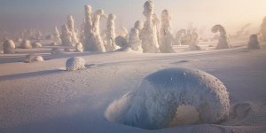 L'étrange paysage d'une forêt frappée par le froid et la neige en images
