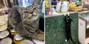 Photos : ces chats qui sont chez eux dans les magasins