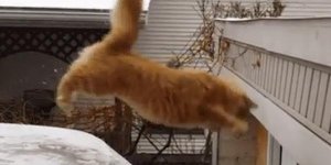 Hilarant : ces chats qui ratent complètement leur saut !