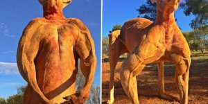 PHOTOS Roger le kangourou bodybuildé a encore pris du muscle !