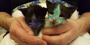 PHOTOS Ces deux chatons teints en vert et bleu ont été sauvés de la torture