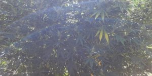 Hérault : une élue placée en garde à vue après le découverte de plants de cannabis chez elle