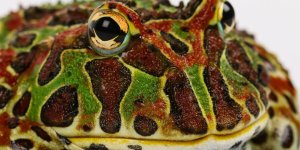 Grenouille pacman, phyllobate terrible, dendrobate fraise : Découvrez les grenouilles les plus stupéfiantes