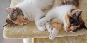 Animaux : découvrez ces astuces pour réussir à faire cohabiter vos deux chats