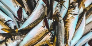 Pêche illégale : les contrôles et les sanctions manquent d'efficacité, dénonce la Cour des comptes de l'UE