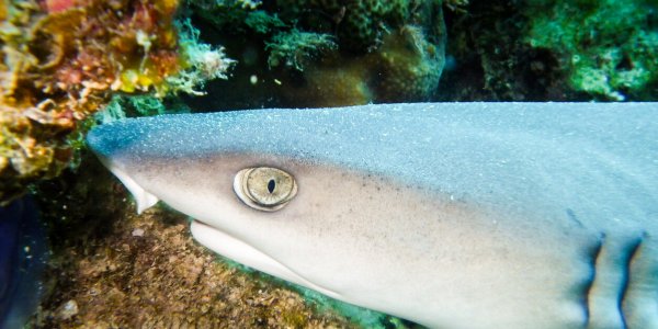 Requins sur les plages françaises : voici à quoi s’attendre pour cet été 