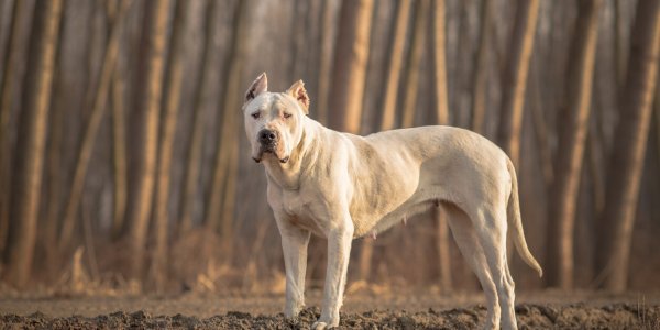 Une nonagénaire tuée par un chien : comment les faits ont été maquillés