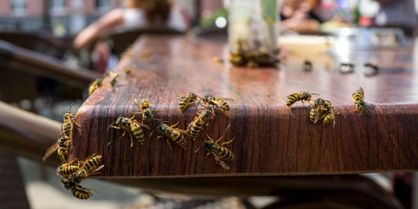 Guêpes, abeilles, frelons : comment les différencier ?