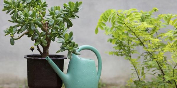 Maison : l’astuce de l’éponge pour arroser vos plantes d’intérieur toute l'année sans efforts