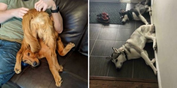 Photos : ces drôles de chiens surpris dans une position très étrange